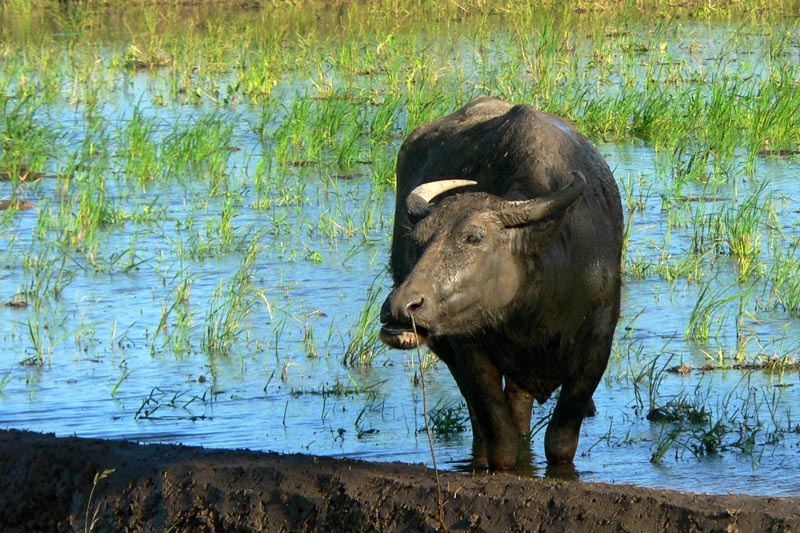 Carabao in rice field