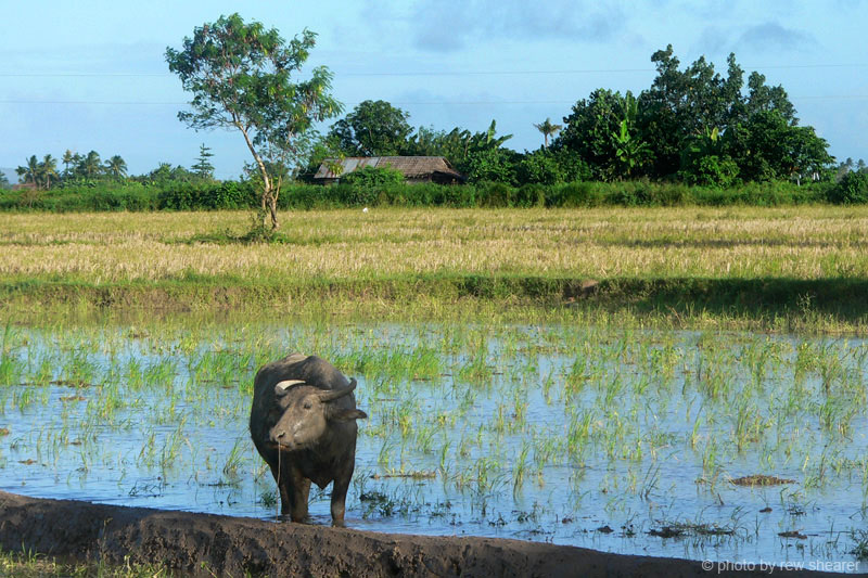 Philippine Carabao